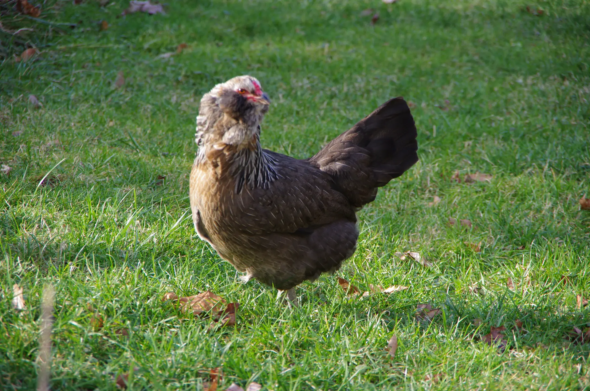 What Is a Pullet? Age, Laying Signs, and Buying Tips