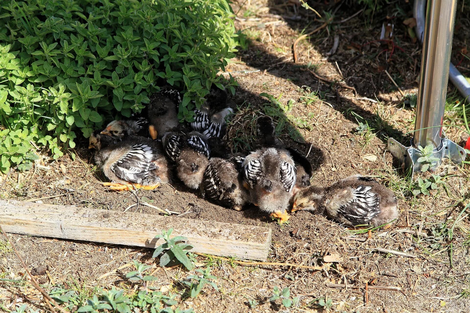 Silver laced Wyandotte chicks with dark down and pale face and chest markings