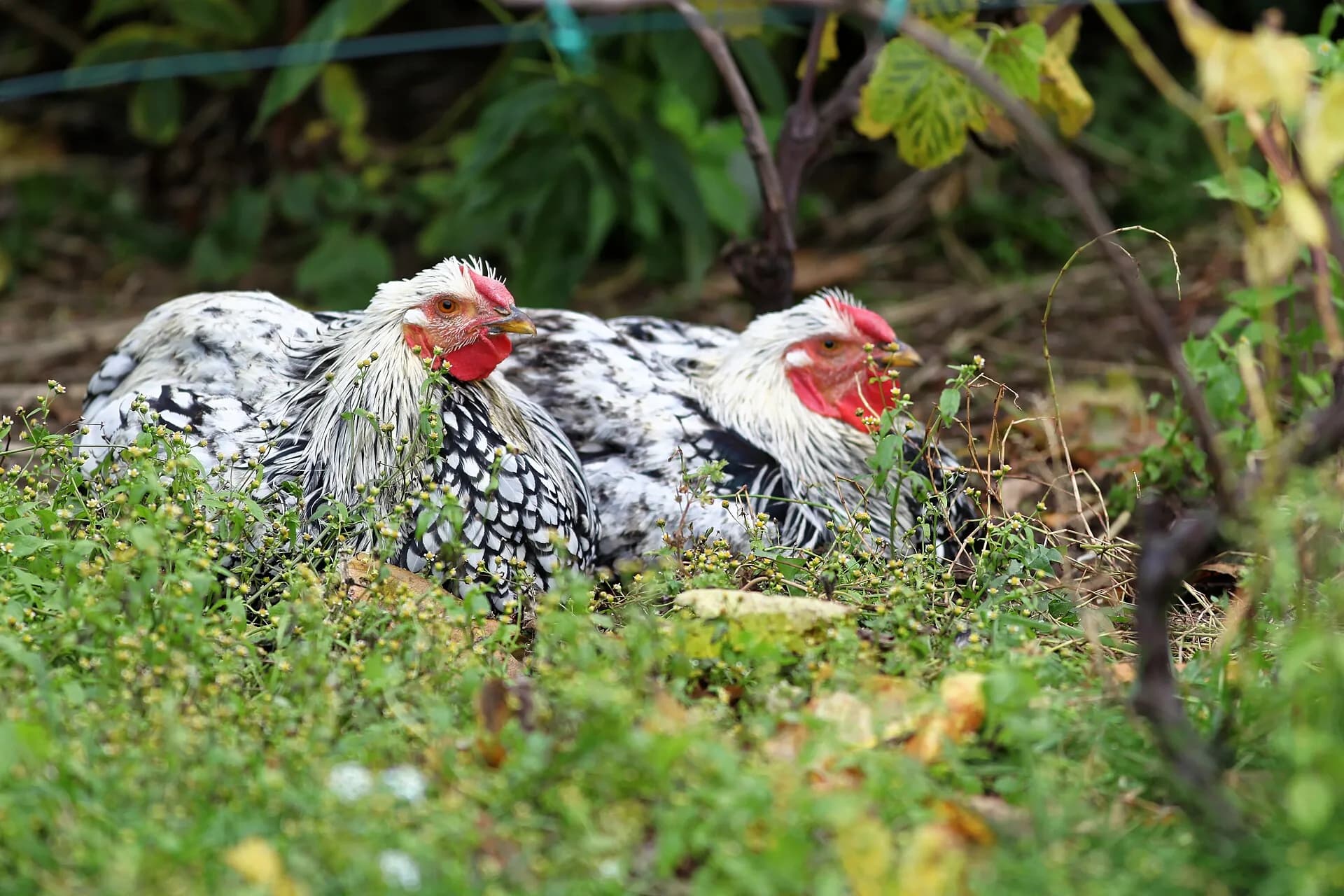 Silver Laced Wyandotte: Complete Breed Guide