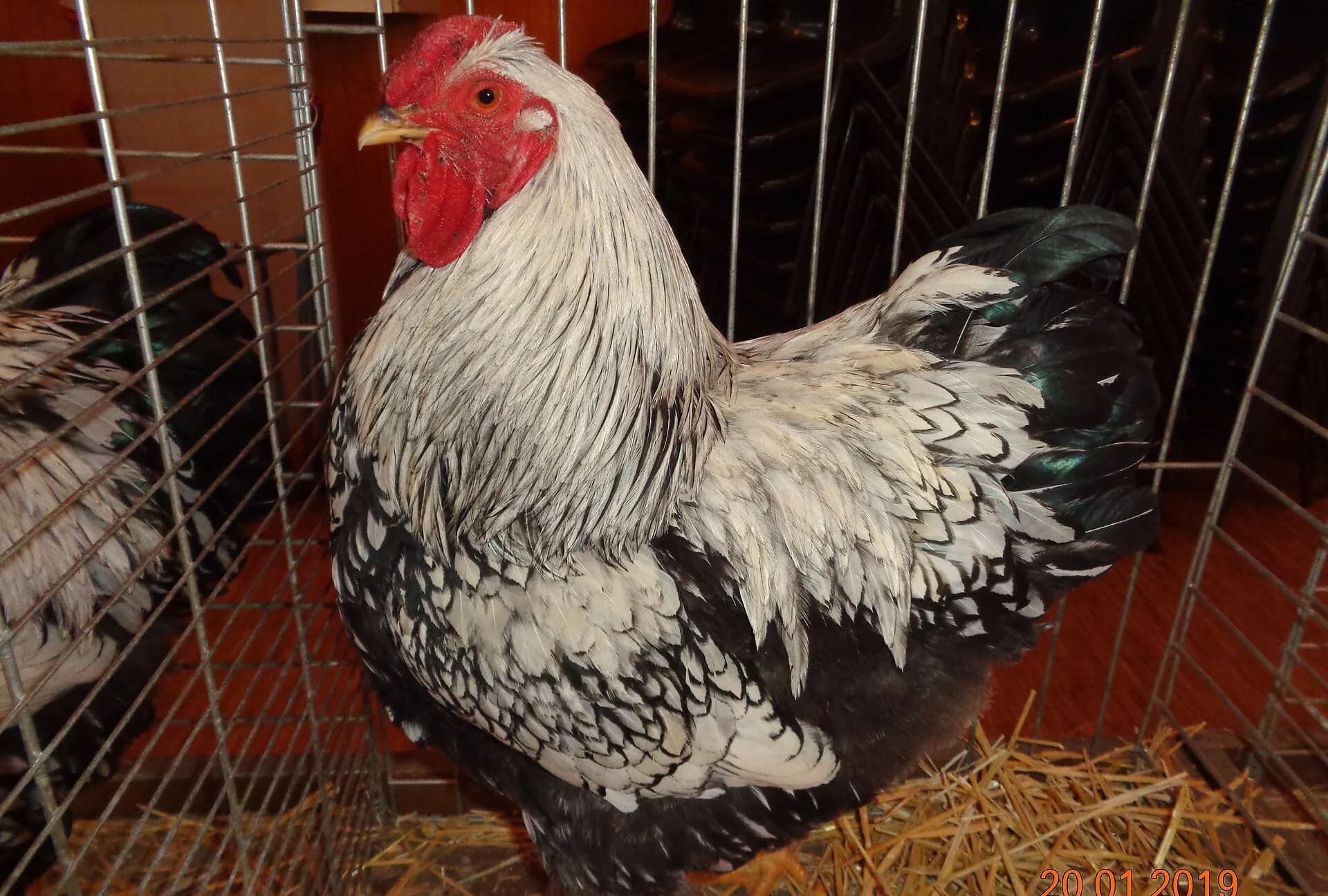 Breeding Wyandotte Chickens: A Complete Guide