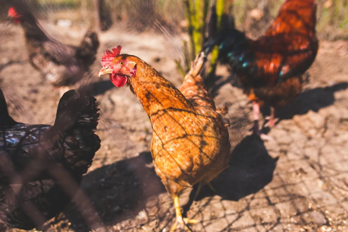 Hens in a coop setting