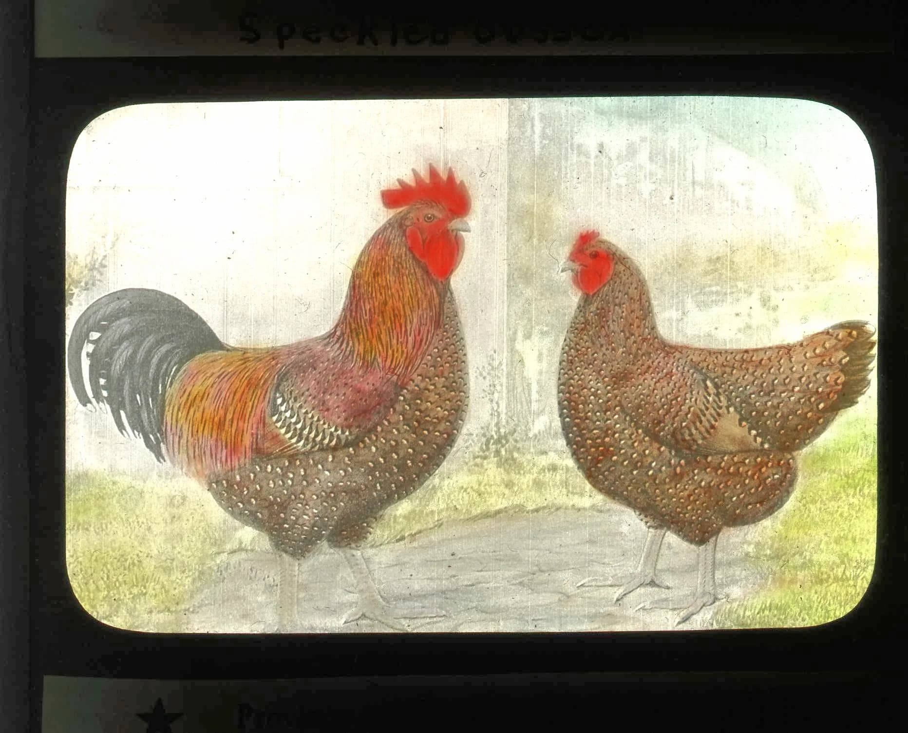 Vintage illustration of a Speckled Sussex rooster and hen showing the mahogany speckled pattern