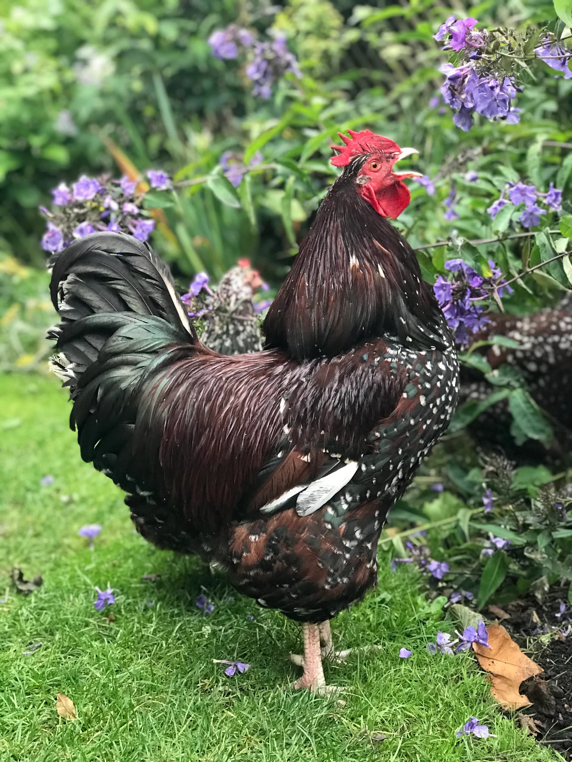 Speckled Sussex Chicken: Complete Breed Guide