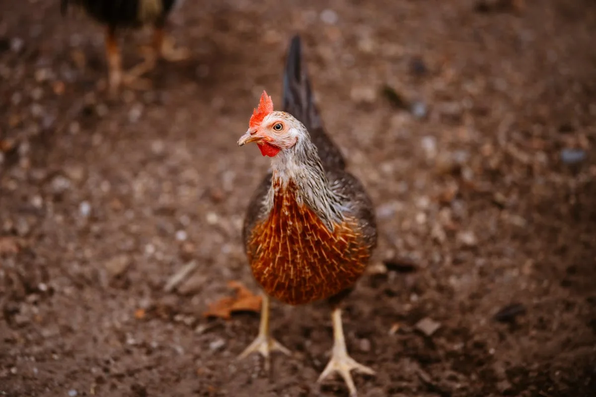 Welsummer Chicken Breed Guide: Eggs & Care
