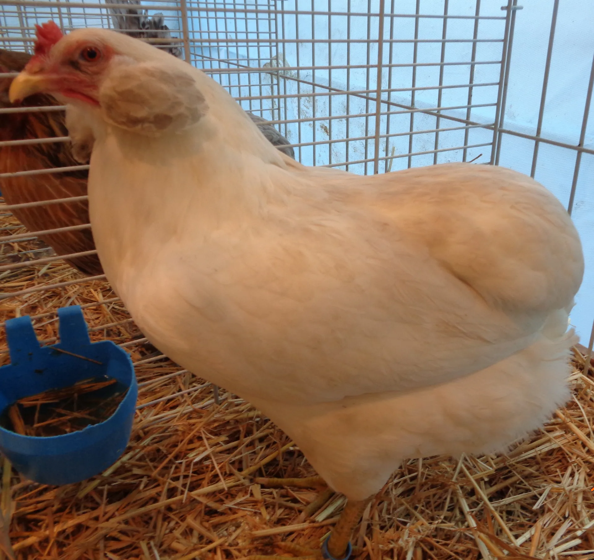 White Araucana hen in a garden setting