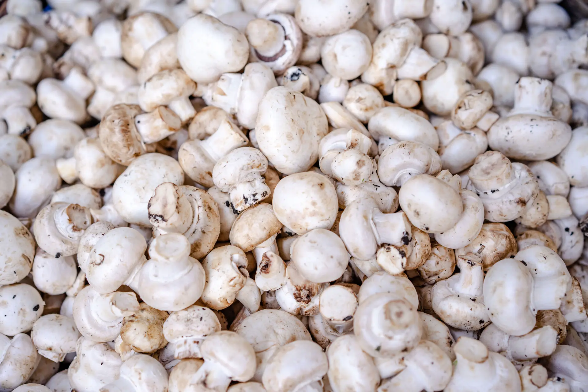 Can Chickens Eat Mushrooms? Store-Bought Yes, Wild No