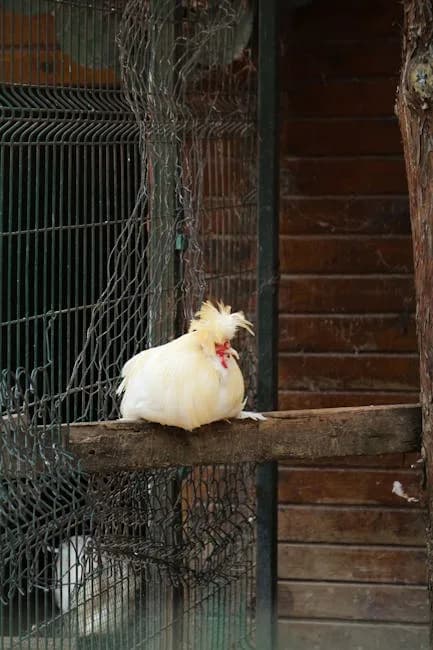 Delaware Chicken Breed Guide: Eggs, Size, Care