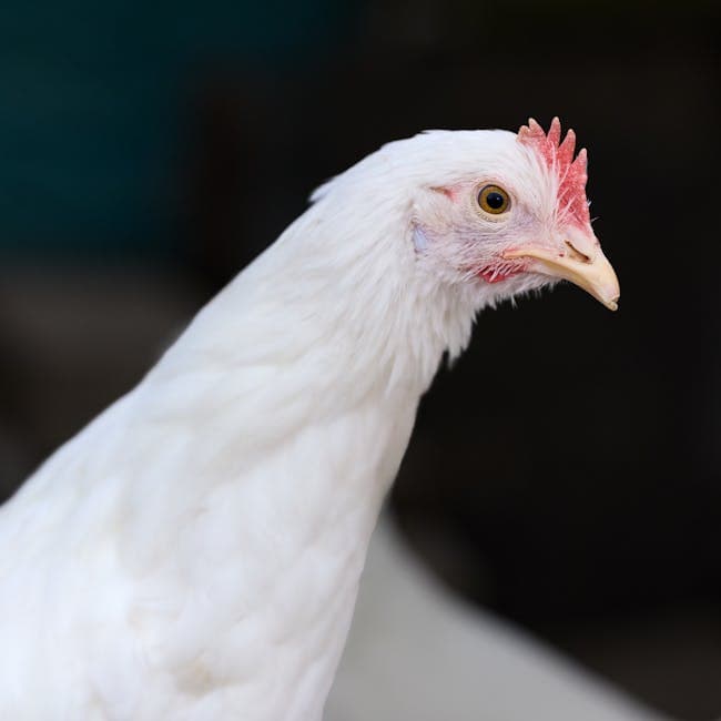 White Leghorn hen showing distinctive features of this top egg laying breed