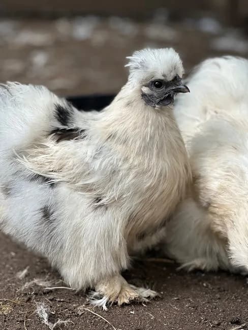 Silkie Chicken Breed Guide: Traits, Eggs, Care
